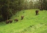 A herd of Indian elephants