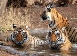 A family of tigers