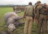 Poachers killed a on horn rhino and after killed they cut the horn at Kaziranga National park under Bagori Range