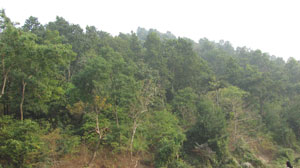 A view of Shankarghola reserve forest. 