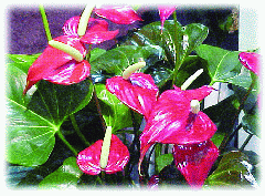 Anthurium plant