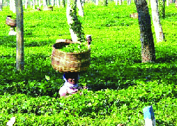 Assam Tea Gardens