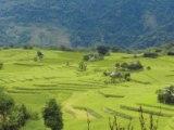 Landscape of the Agricultural field