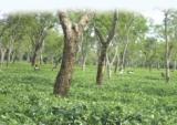 Sengsua tea estate near Jorhat.