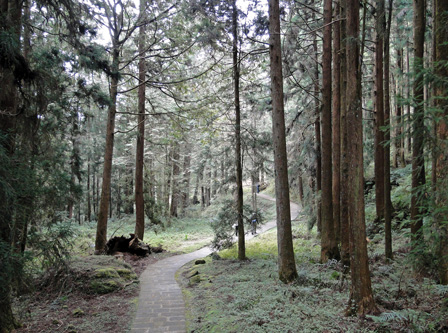 Alishan Forest